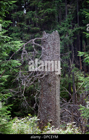Old tree broken by storm wind. Falling tree accident Stock Photo - Alamy