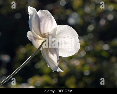 Japanese anemone or Anemone hupehensis in the garden of Coughton Court, Alcester, Warwickshire, UK. Stock Photo