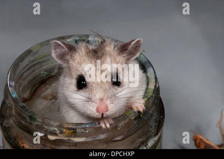 Chinese Hamster (Cricetulus griseus). Pet. Colour form. Stock Photo