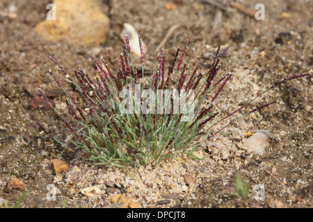 Early Sand-grass, Mibora minima Stock Photo