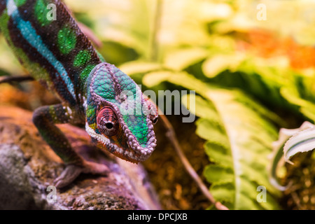 Chameleon between leaves and stones Stock Photo