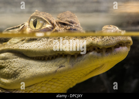 Crocodile in water. Underwater look Stock Photo