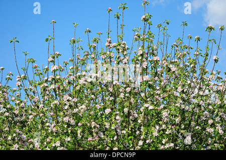 Apple Blossom. Bramley Seedling. Stock Photo