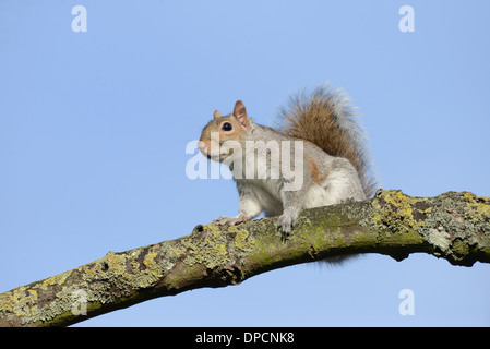 Grey squirrel (Sciurus carolinensis) perched on a branch, against a blue sky. Stock Photo