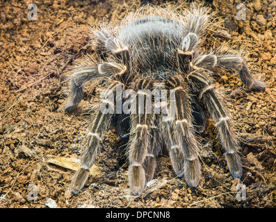 Tarantula spider in nature. Close up macro shot Stock Photo