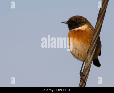 Male Stonechat saxicola rubicola RSPB Rainham Marshes, Essex Stock Photo