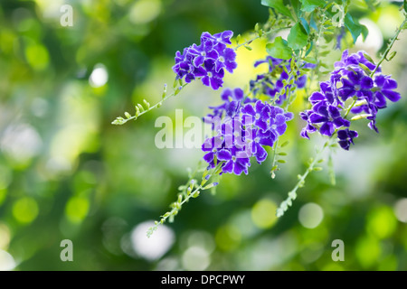 Purple blue Duranta flower (Duranta erecta), aka Golden dewdrop, Pigeon berry, Sky flower. Natural green background. Stock Photo