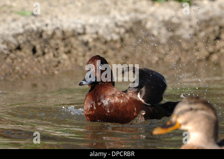Ferruginous Duck (Aythya nyroca), swimming in  Simeto river Stock Photo