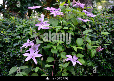 clematis hagley hybrid vigorous climber climbing climb pink flower flowering blooming plant cover wall Stock Photo