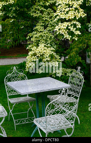 cornus kousa white flowers garden table chairs flowering tree mount usher gardens avoca wicklow ireland Stock Photo
