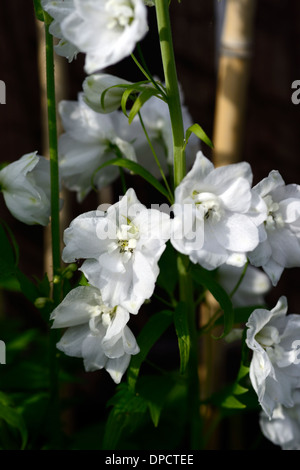 delphinium galahad white tall flower spike spire flowers flowering ...