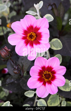 Dahlia Flower  (Dahlia pinnata Cav) Stock Photo