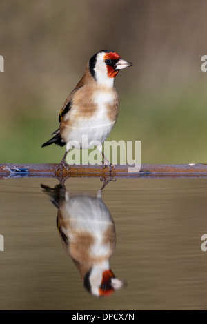 Goldfinch, Carduelis carduelis, single bird at water, Warwickshire, January 2014 Stock Photo