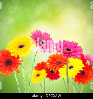 Gerbera flower background Stock Photo