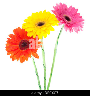Gerbera flower isolated on white background Stock Photo
