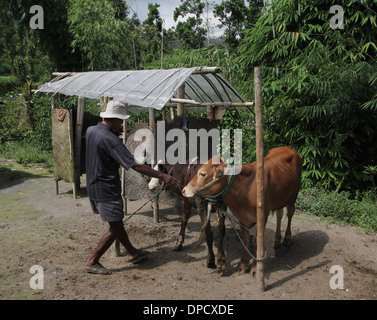 Farmer with cows Mt Merapi Indonesia volcano Stock Photo