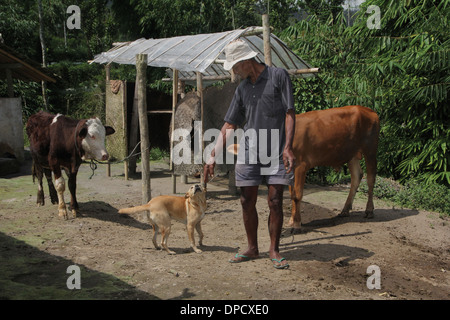 Farmer with cow and dog near Mt Merapi Indonesia volcano Stock Photo