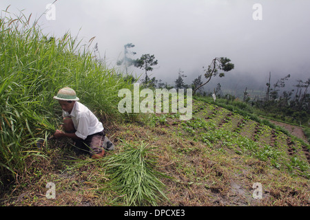 Farmer on Mt Merapi Indonesia volcano Stock Photo