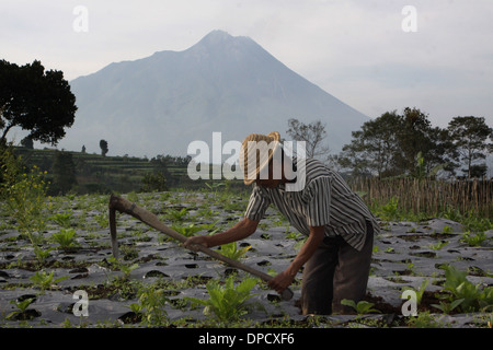 Farmer tilling field near Mt Merapi Indonesia volcano Stock Photo