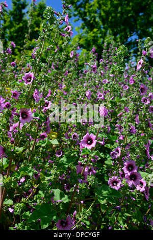 malva sylvestris zebrina var ssp mauritiana purple mallow flowers flowering bloom Stock Photo