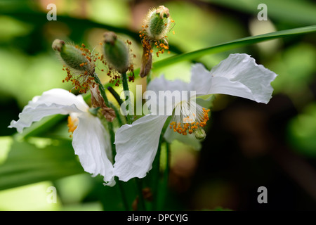 meconopsis betonicifolia baileyi alba album white Himalayan White poppy Tibetan poppy perennial flower flowering bloom Stock Photo