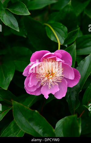 peony peonies paeonia bowl of beauty white pink flower bloom blossom single one perennial Stock Photo
