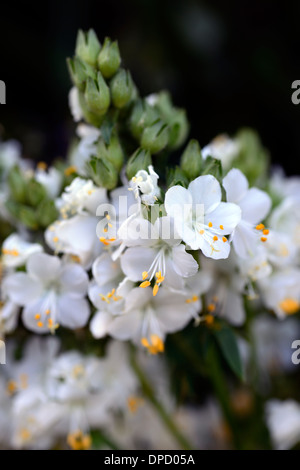 Polemonium caeruleum white pearl album jacobs ladder valerian flower flowering bloom perennial Stock Photo