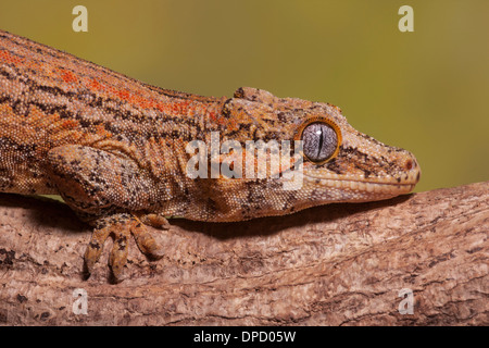 Gargoyle gecko, Rhacodactylus auriculatus, New Caledonia Stock Photo
