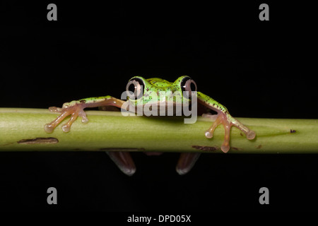 Lemur leaf frog, Hylomantis lemur, Costa Rica Stock Photo