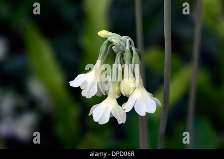 primula alpicola luna white cream primulas primrose flower flowering flowers perennials plants scented fragrant Stock Photo