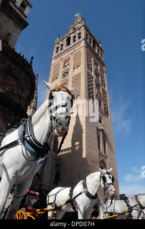 Tourist horses and carriages in front of the Giralda ('La Giralda') Seville Cathedral, Seville, (Sevilla), Andalusia, Spain. Stock Photo