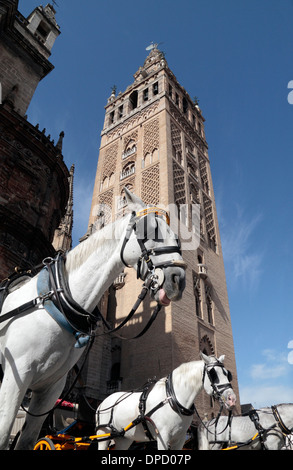 Tourist horses and carriages in front of the Giralda ('La Giralda') Seville Cathedral, Seville, (Sevilla), Andalusia, Spain. Stock Photo