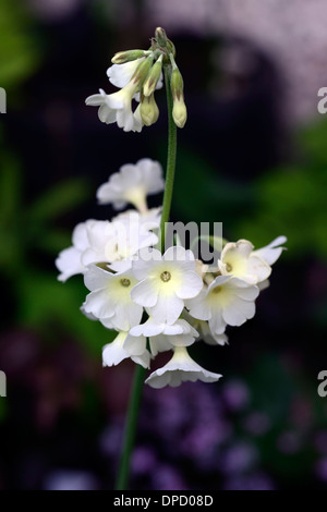 primula alpicola luna white cream primulas primrose flower flowering flowers perennials plants scented fragrant Stock Photo