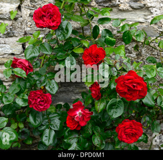 rosa dublin bay climbers climbing flowering flowers roses walls growing on stone wall red flower rose Stock Photo