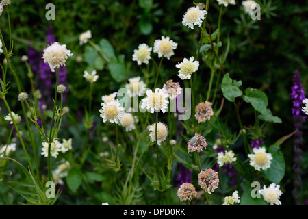 Scabiosa ochroleuca Pincushion flower Scabiosa summer flower perennial cream pincushions yellow light white Stock Photo