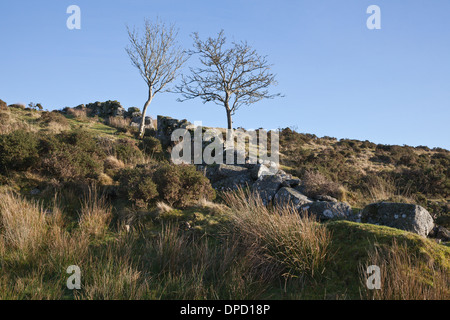 Two trees and drystone wall in moorland on Dartmoor, Devon, UK. Stock Photo