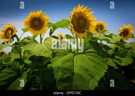 Sunflowers near Celina, TX Stock Photo