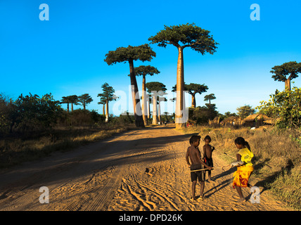 Avenue of the Baobabs / Avenue du Baobab near Morondava, Madagascar. Stock Photo