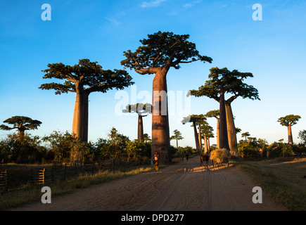 Avenue of the Baobabs / Avenue du Baobab near Morondava, Madagascar. Stock Photo