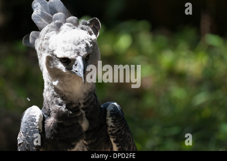 Harpy eagle Harpia harpyja raptor perched on a branch. This large bird of  prey is on the threatened species list Stock Photo - Alamy
