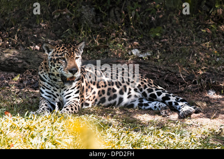 a jaguar resting on the shadow Stock Photo
