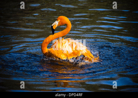 Flamingo preening Stock Photo