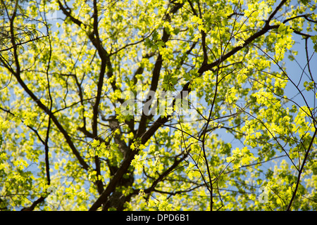 Maple Tree in Spring in Mount Royal Park, Montreal, Canada Stock Photo