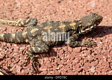Agama stellio, Lizard Stock Photo