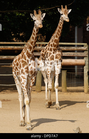 Giraffes in ZSL London Zoo on July 17, 2013 in London, England. Stock Photo