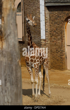 Giraffe in ZSL London Zoo on July 17, 2013 in London, England. Stock Photo