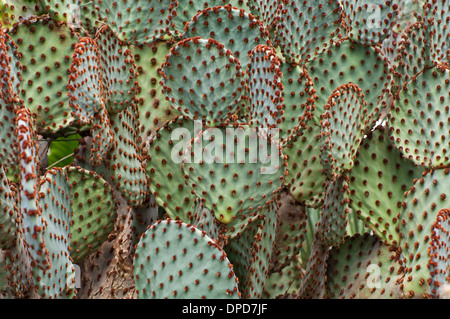 Cactus spiny leaves Stock Photo