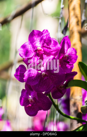 Pink Vanda Orchid Stock Photo