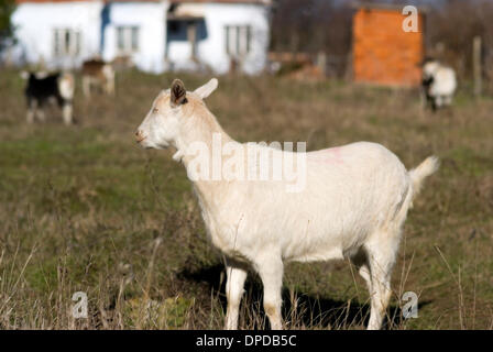 Bulgarian culture animals in villages Stock Photo