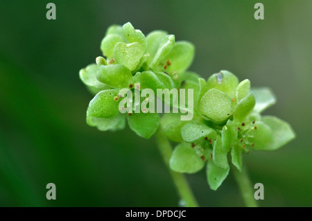 The beautiful moschatel or town hall clock UK Stock Photo